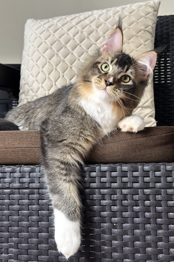 Ares | Maine Coon Kitten