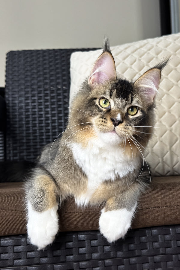 Ares | Maine Coon Kitten