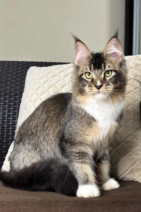 Ares | Maine Coon Kitten