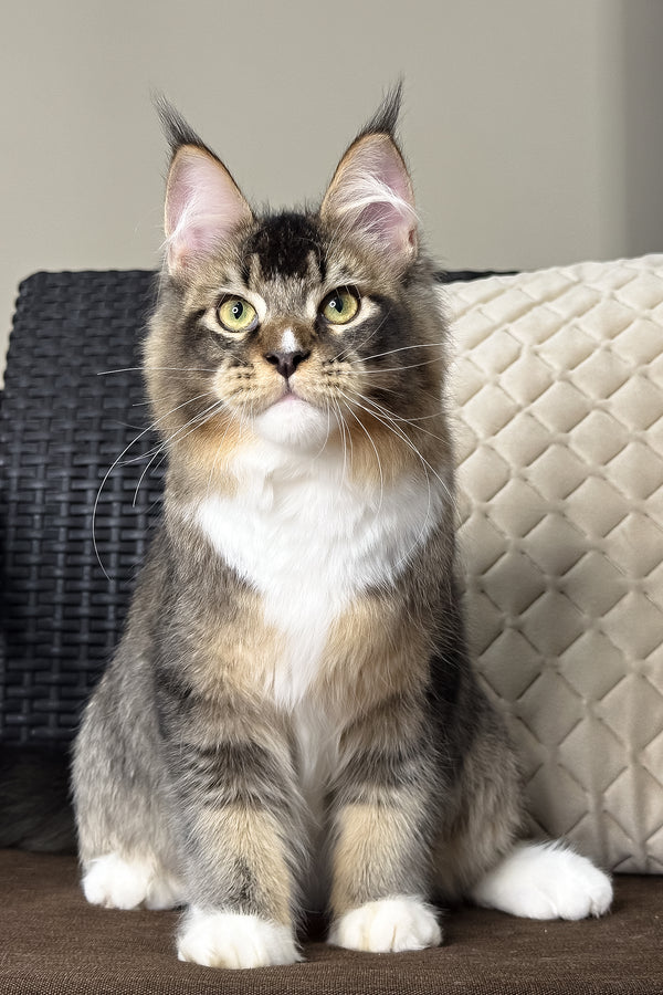 Ares | Maine Coon Kitten