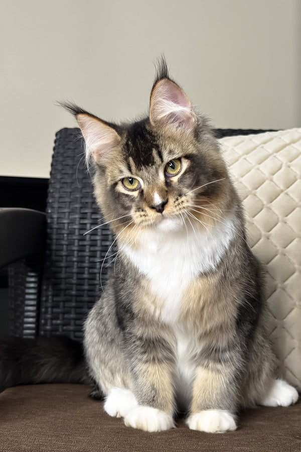 Ares | Maine Coon Kitten