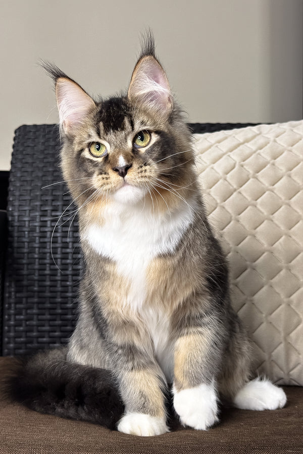 Ares | Maine Coon Kitten