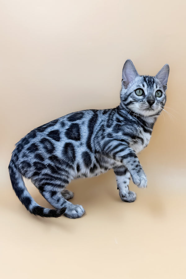 Armani | Bengal Kitten