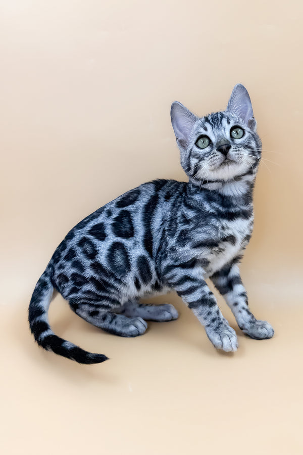 Armani | Bengal Kitten