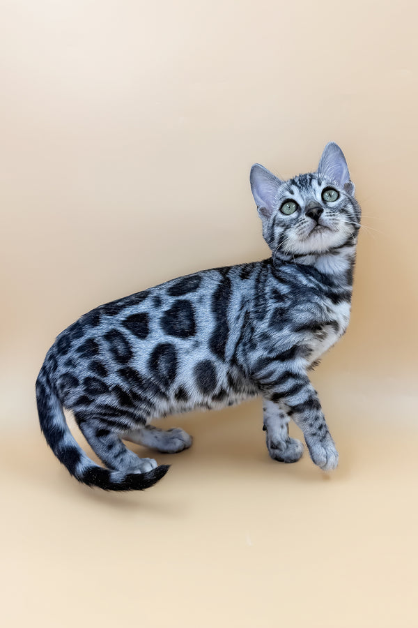 Armani | Bengal Kitten