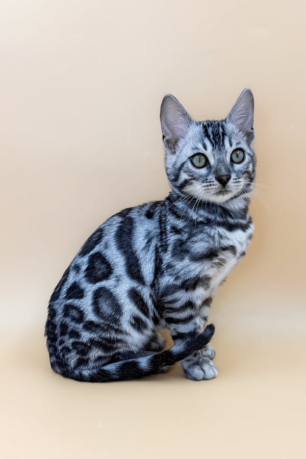 Armani | Bengal Kitten