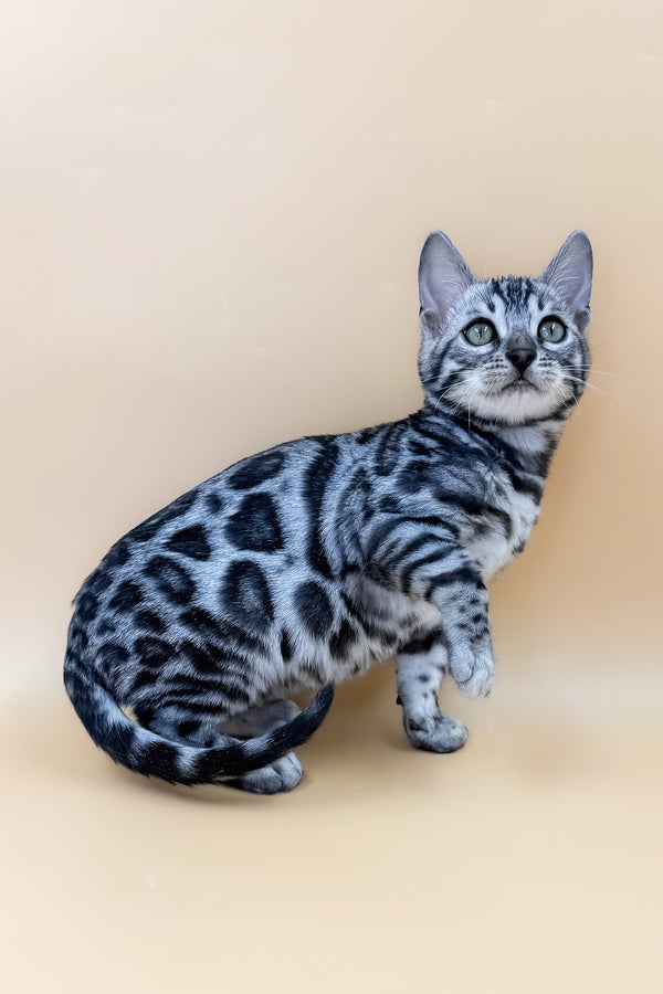 Armani | Bengal Kitten