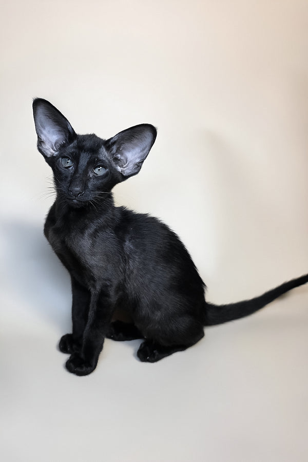 Arya | Oriental Shorthair Kitten
