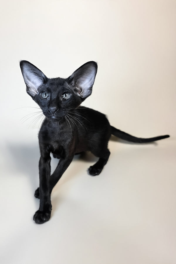 Arya | Oriental Shorthair Kitten
