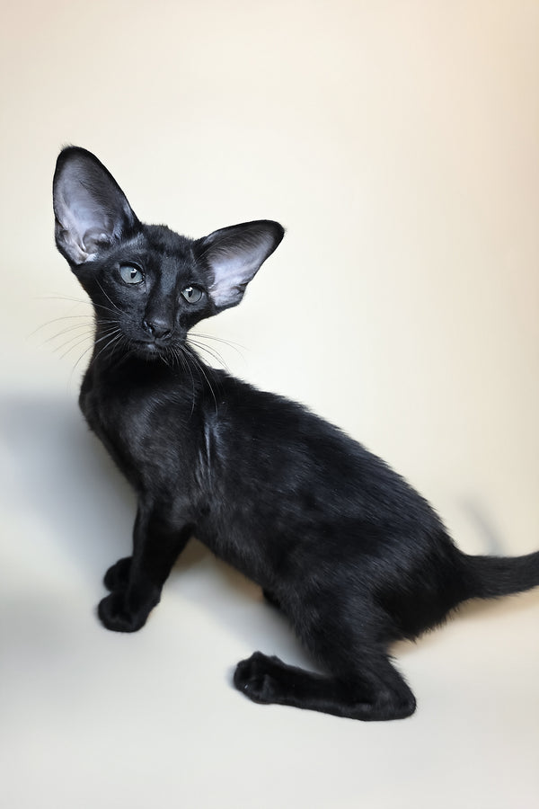 Arya | Oriental Shorthair Kitten