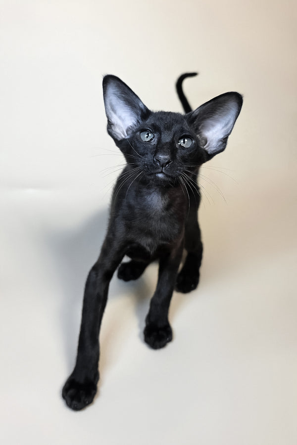 Arya | Oriental Shorthair Kitten