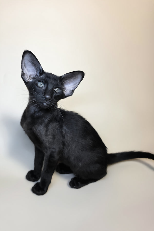 Arya | Oriental Shorthair Kitten