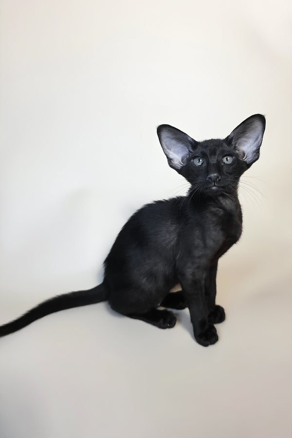 Arya | Oriental Shorthair Kitten