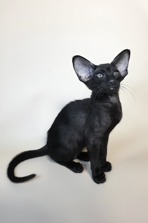 Arya | Oriental Shorthair Kitten