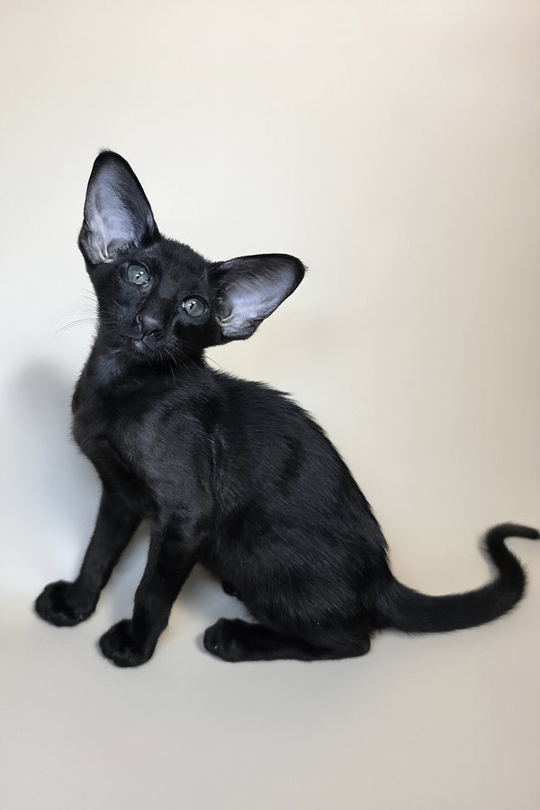 Arya | Oriental Shorthair Kitten