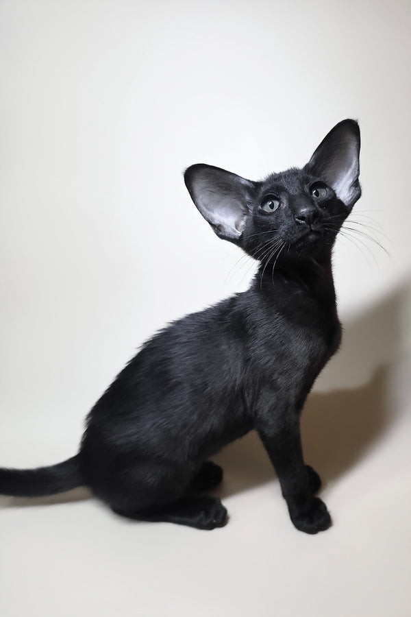 Arya | Oriental Shorthair Kitten