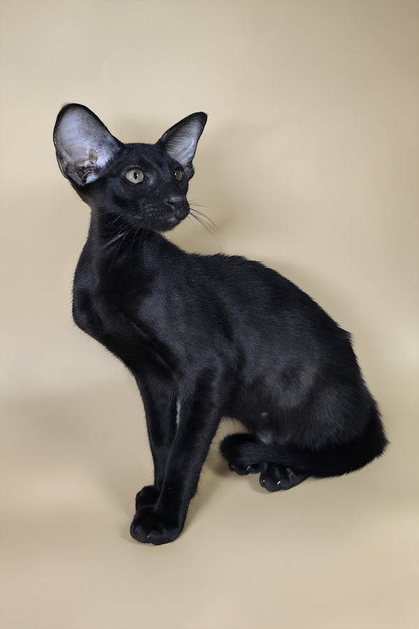 Arya | Oriental Shorthair Kitten