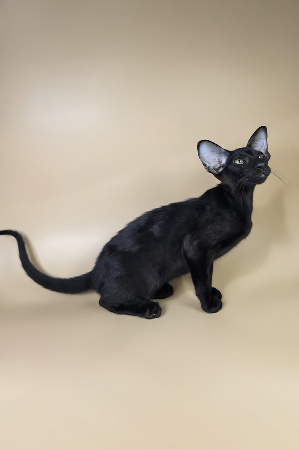 Arya | Oriental Shorthair Kitten