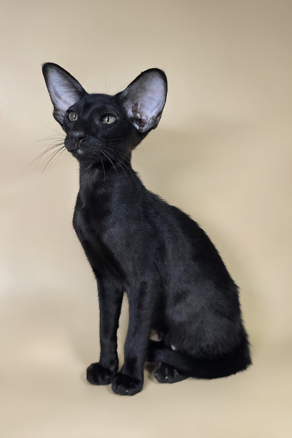 Arya | Oriental Shorthair Kitten