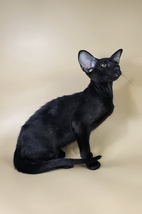 Arya | Oriental Shorthair Kitten