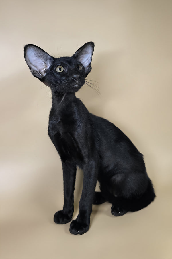 Arya | Oriental Shorthair Kitten