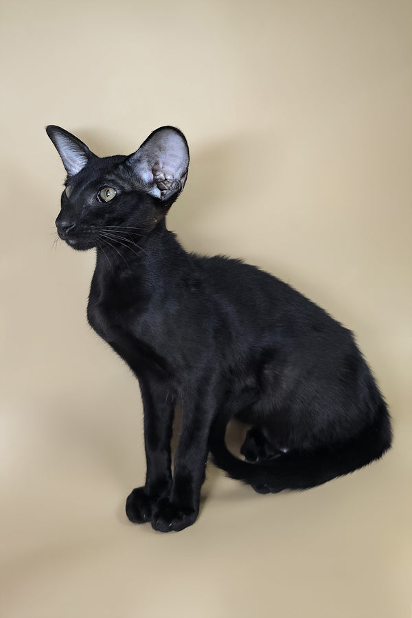 Arya | Oriental Shorthair Kitten