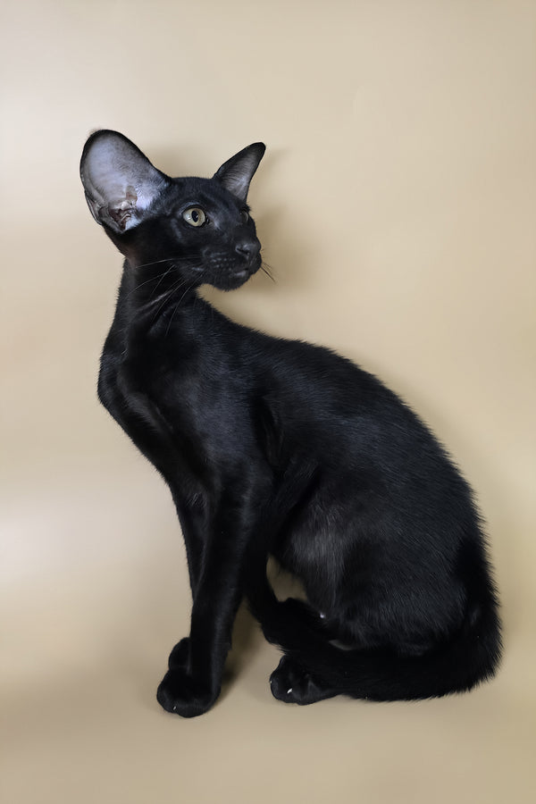 Arya | Oriental Shorthair Kitten