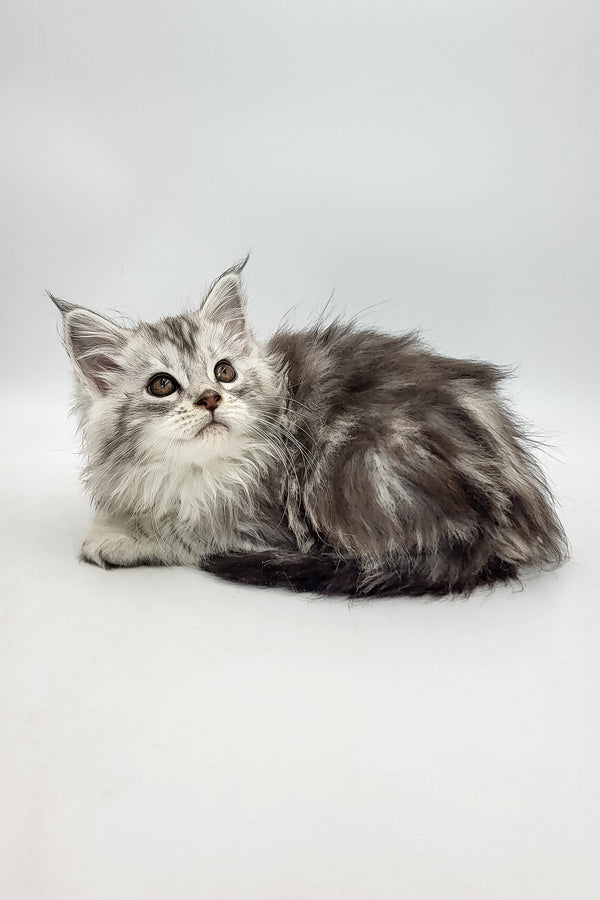 Barbie | Maine Coon Kitten