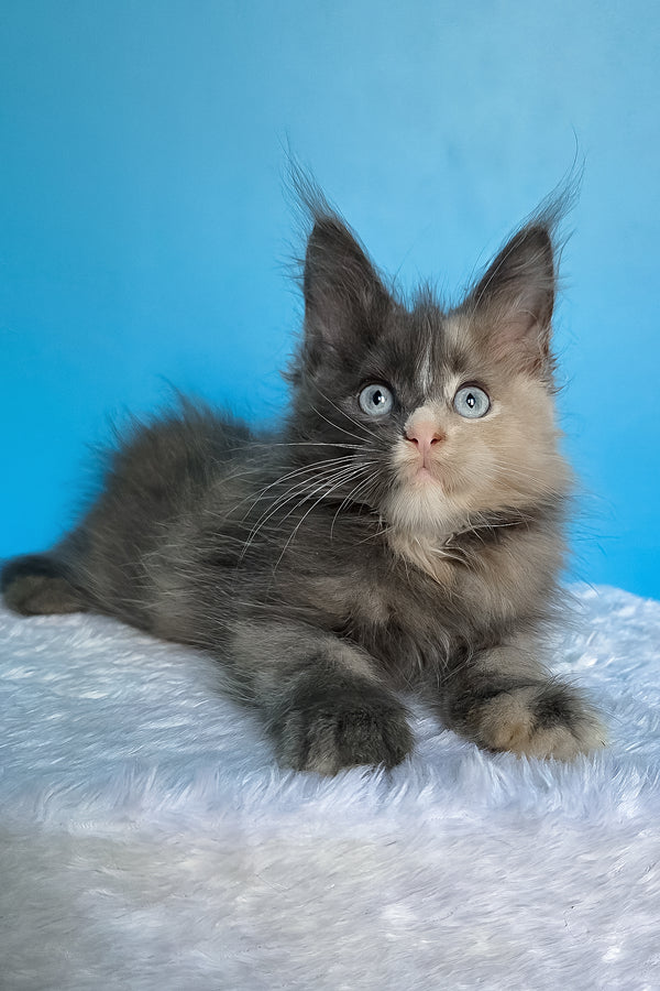 Bellina | Maine Coon Kitten