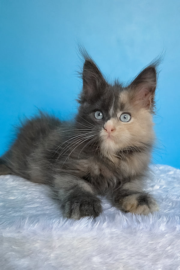 Bellina | Maine Coon Kitten