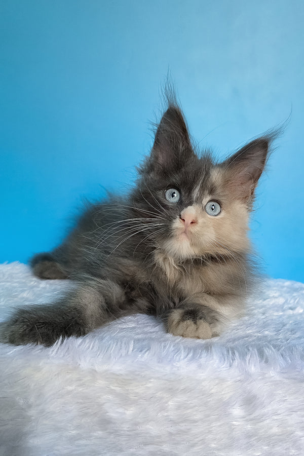 Bellina | Maine Coon Kitten