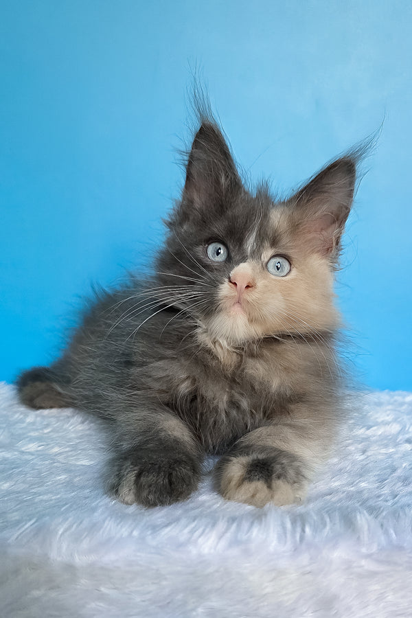 Bellina | Maine Coon Kitten