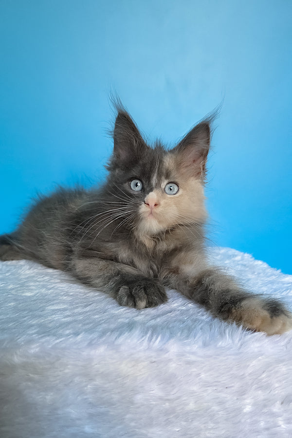 Bellina | Maine Coon Kitten