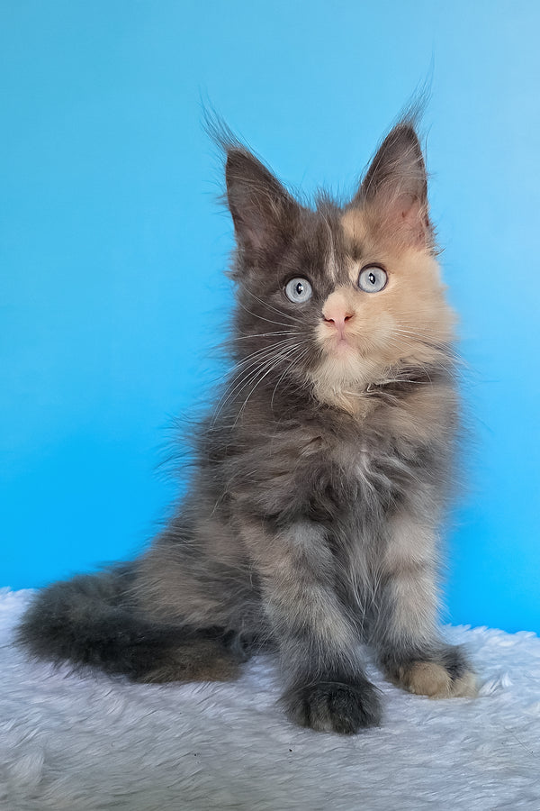 Bellina | Maine Coon Kitten