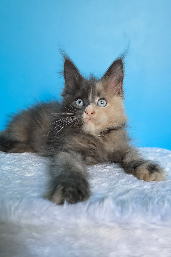 Bellina | Maine Coon Kitten