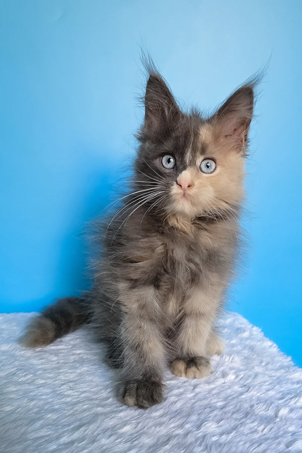 Bellina | Maine Coon Kitten