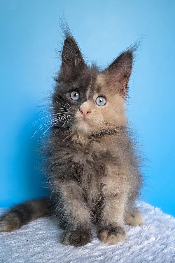Bellina | Maine Coon Kitten