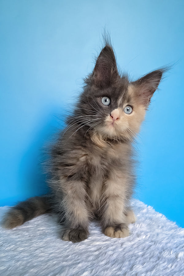 Bellina | Maine Coon Kitten