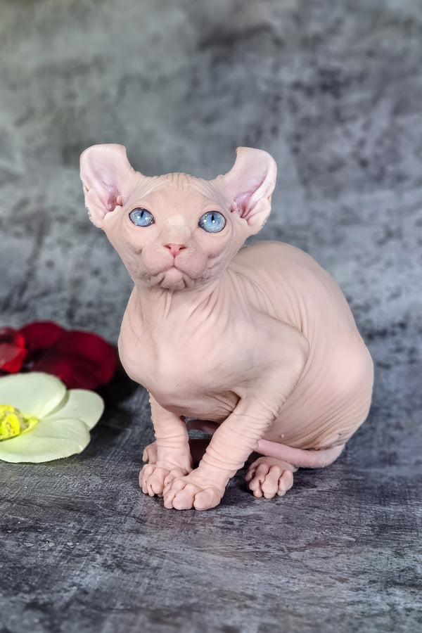 Biata | Elf Sphynx Kitten
