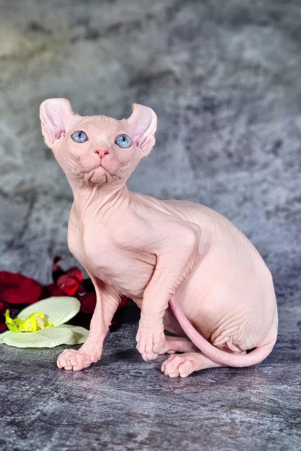 Biata | Elf Sphynx Kitten