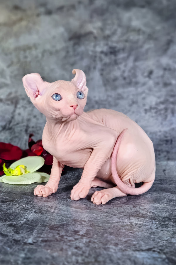 Biata | Elf Sphynx Kitten