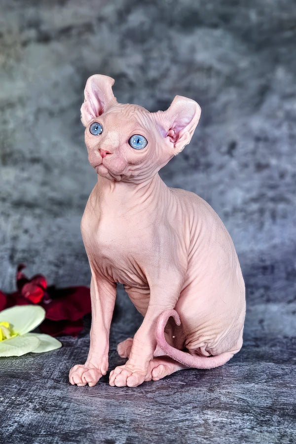 Biata | Elf Sphynx Kitten