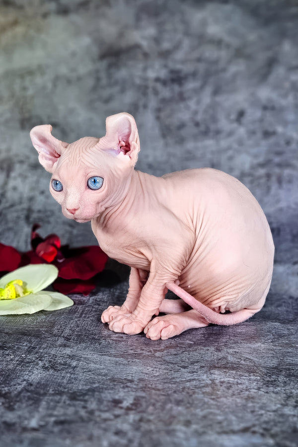 Biata | Elf Sphynx Kitten