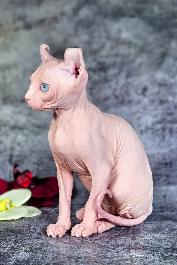 Biata | Elf Sphynx Kitten