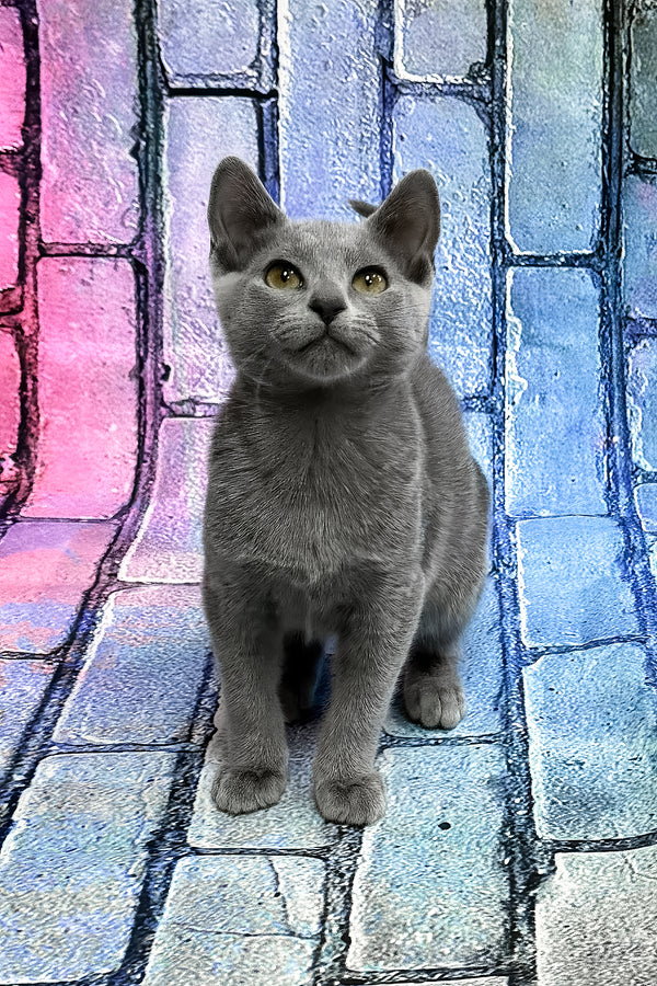 Brahman | Russian Blue Kitten