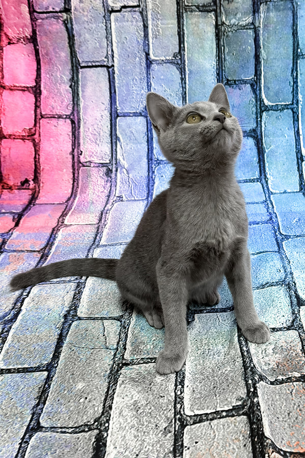 Brahman | Russian Blue Kitten