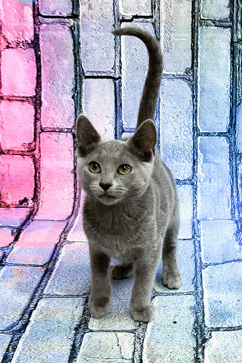 Brahman | Russian Blue Kitten