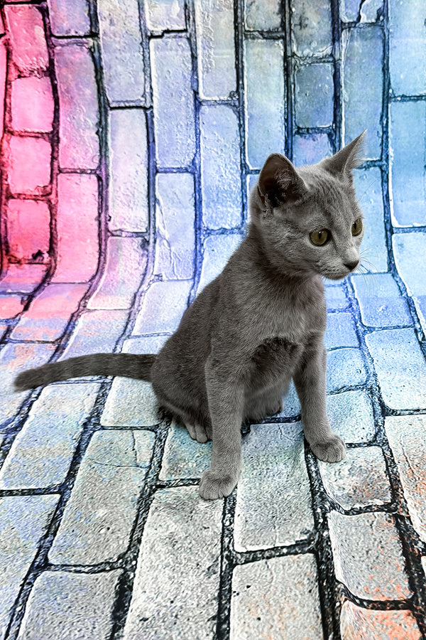 Brahman | Russian Blue Kitten