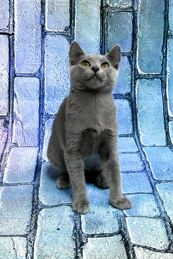 Brahman | Russian Blue Kitten