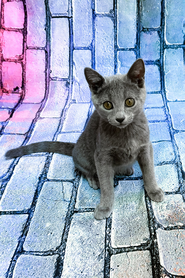 Brahman | Russian Blue Kitten